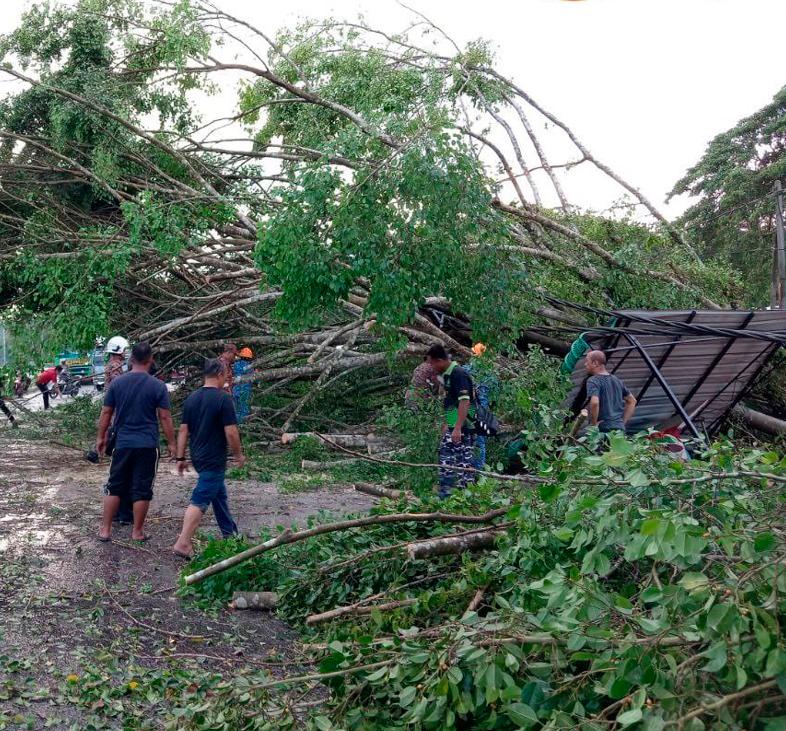 Man shocked to find house hit by fallen tree after storm