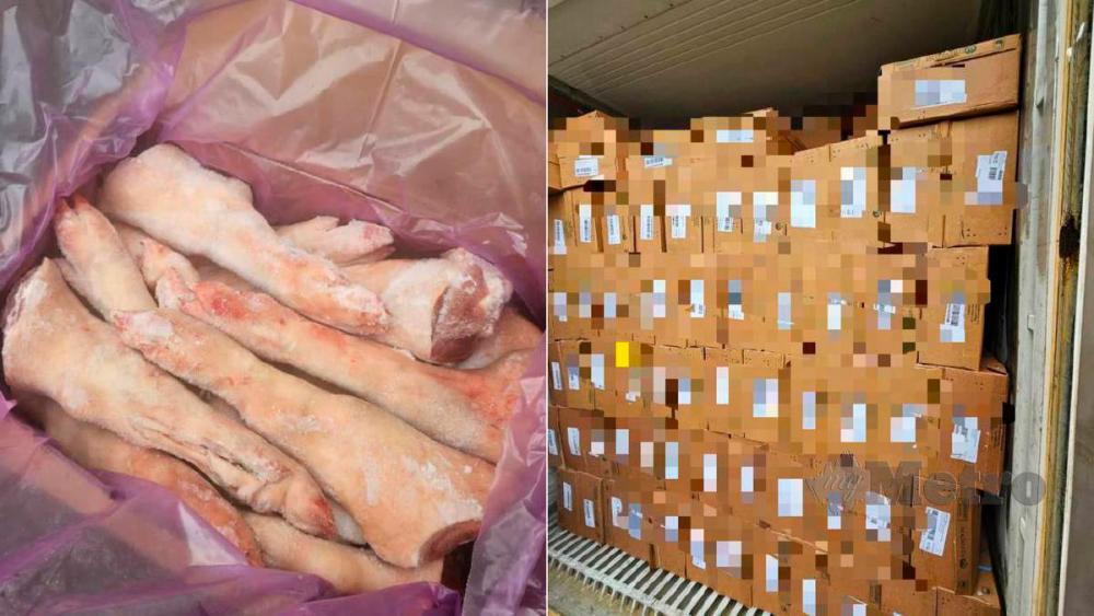Maqis Selangor tahan daging babi sejuk beku dari Australia bernilai RM180,000 Maqis Selangor tahan daging babi sejuk beku dari Australia bernilai RM180,000
