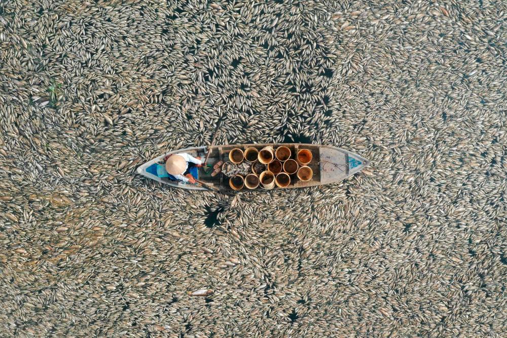 Mass fish die-off in Vietnam as heatwave roasts Southeast Asia Mass fish die-off in Vietnam as heatwave roasts Southeast Asia