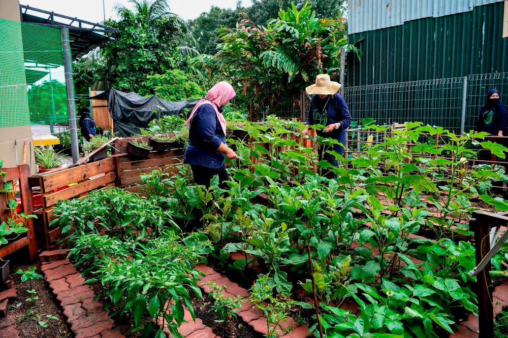 Mat Sabu: Less than one percent practice organic farming in the country