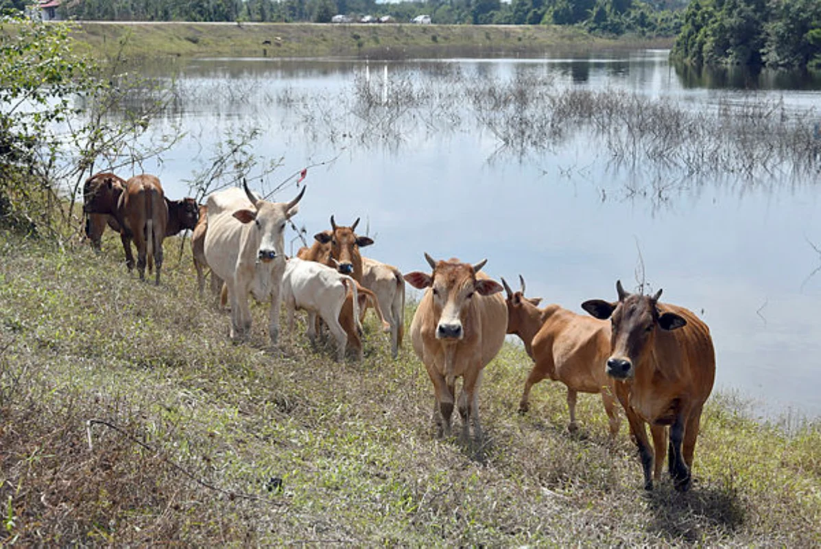 Melaka to tighten stray livestock laws with QR code tagging