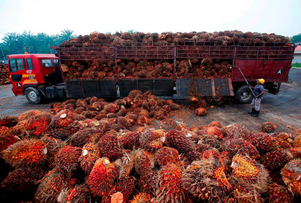 MoF: Govt will not abolish palm oil industry’s windfall profit levy MoF: Govt will not abolish palm oil industry’s windfall profit levy