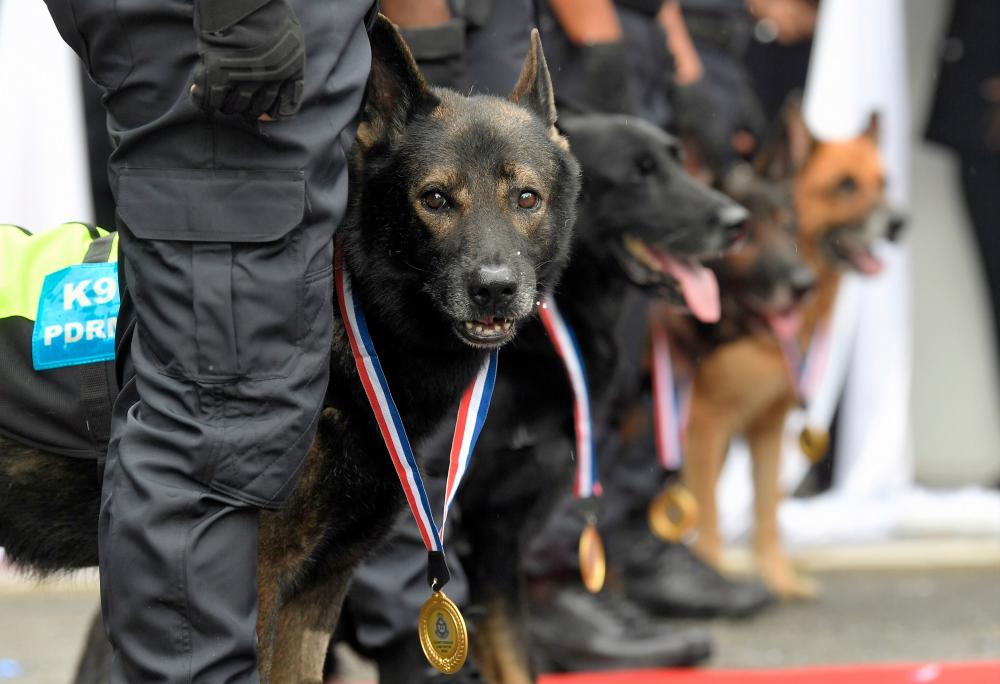 More bite for Perhilitan with two K9 dogs from MAHB to fight wildlife smuggling More bite for Perhilitan with two K9 dogs from MAHB to fight wildlife smuggling