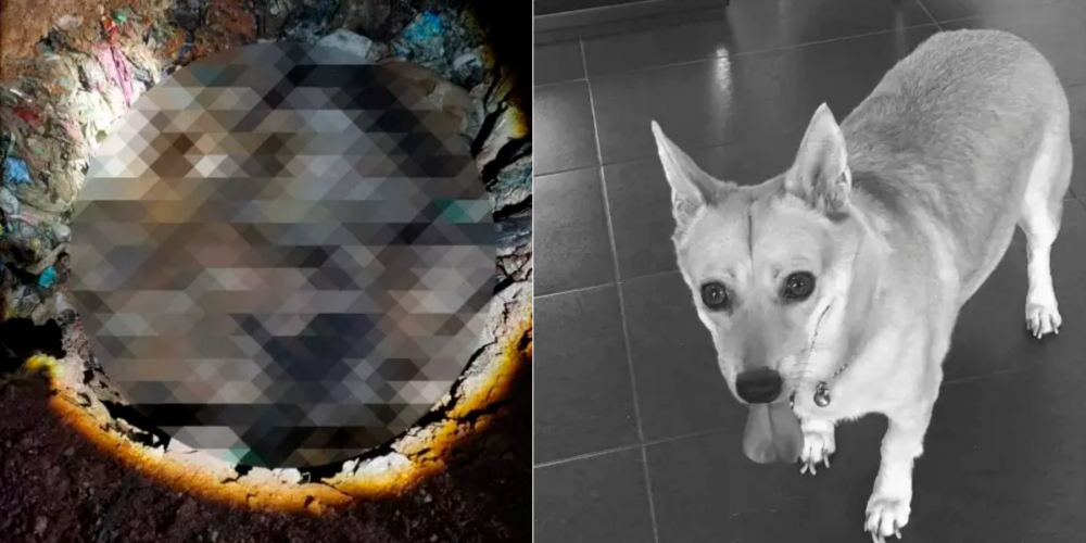 M’sian finds pet dog dead after being left in a garbage dump by city council officers M’sian finds pet dog dead after being left in a garbage dump by city council officers