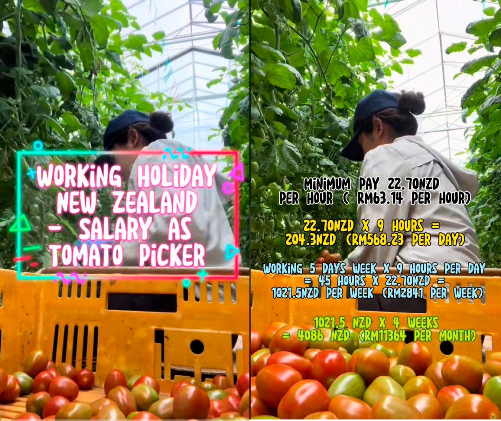 M’sian thrives working overseas, makes RM11,000 harvesting tomatoes in New Zealand