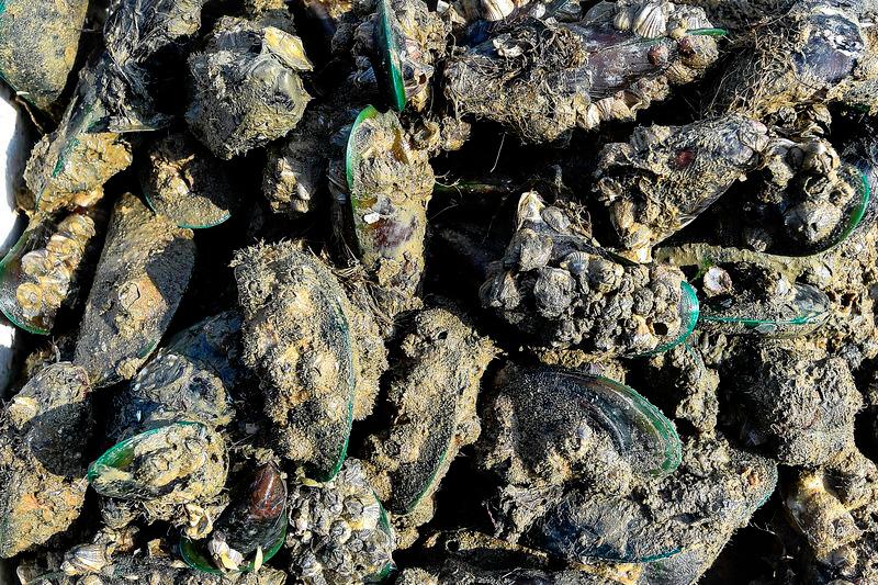 Mussel farmers appeal for urgent govt action amid ongoing ban on bivalves Mussel farmers appeal for urgent govt action amid ongoing ban on bivalves