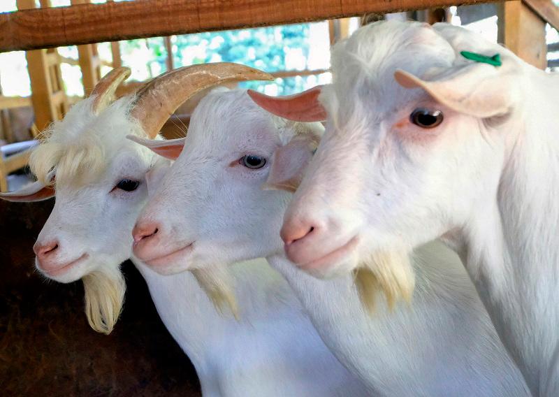 New Zealand scraps plan to tax livestock burps, farts