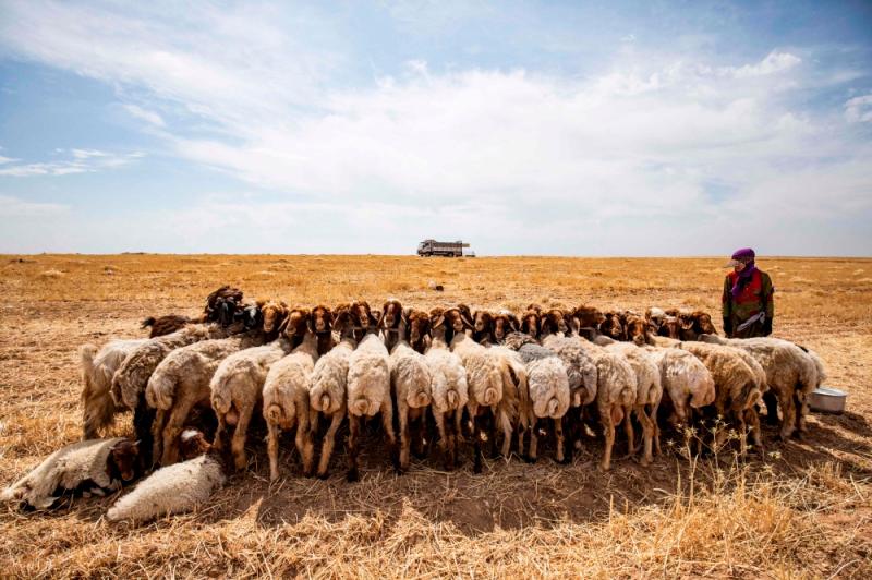 New Zealand sheep outnumber people less than 5 to 1, a record low New Zealand sheep outnumber people less than 5 to 1, a record low