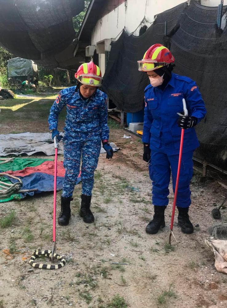 No change to SOP following death of APM personnel from cobra bite