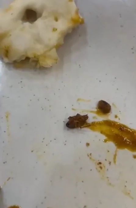 "No proper apology" - Customer finds baby cockroach in fish curry in Klang restaurant "No proper apology" - Customer finds baby cockroach in fish curry in Klang restaurant