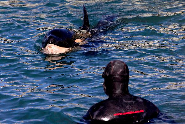 Orcas’ hour-long assault: Another boat sinks in European waters Orcas’ hour-long assault: Another boat sinks in European waters