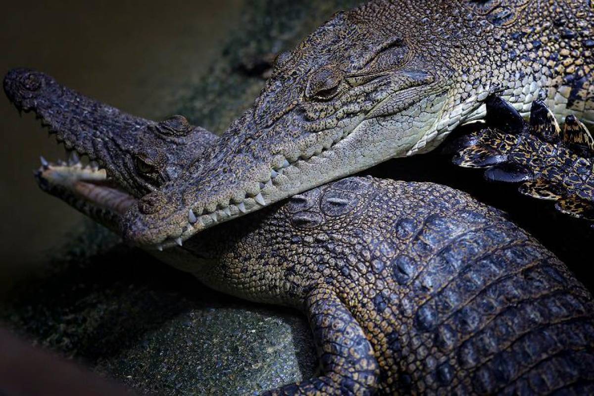 Over 100 crocodile culled for safety following severe flooding in Thailand Over 100 crocodile culled for safety following severe flooding in Thailand