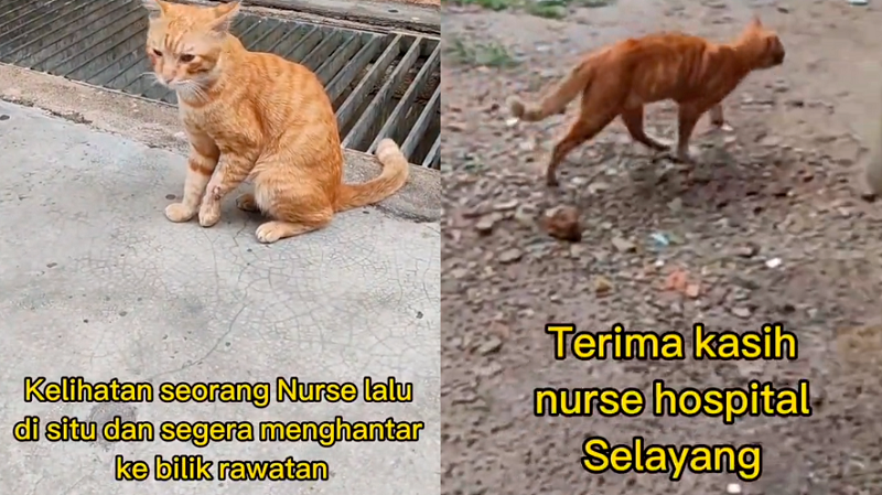 Oyen with injured foot visits hospital, gets treated by kind nurse Oyen with injured foot visits hospital, gets treated by kind nurse