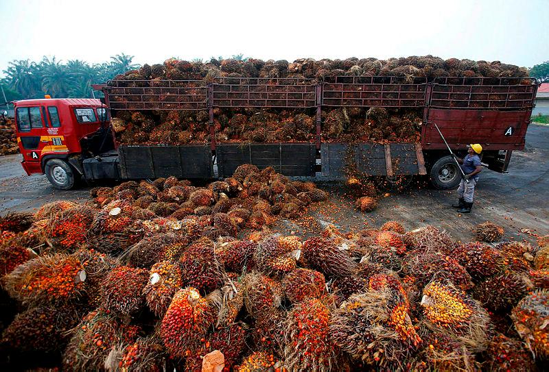 Palm oil-based biojet fuels boost export revenue - Expert Palm oil-based biojet fuels boost export revenue - Expert
