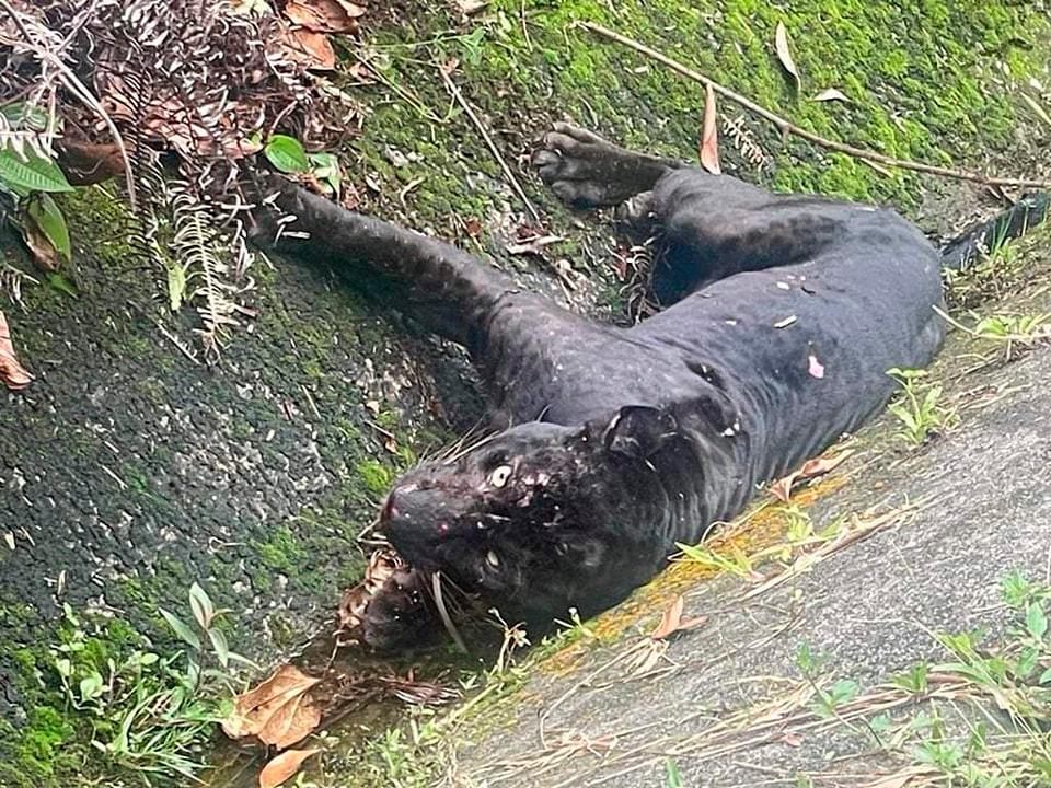 Panther roadkill gruesome wake-up call Panther roadkill gruesome wake-up call