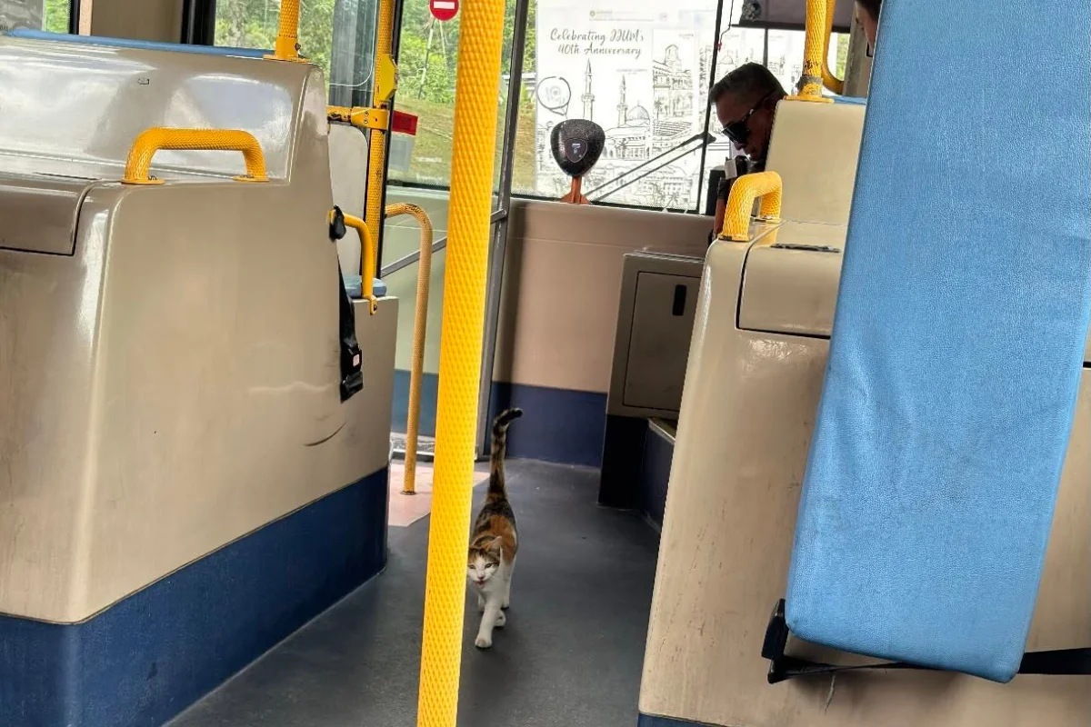 Paw-ssenger_in_the_bus_got_dropped_off_at_IIUM__amuses_students