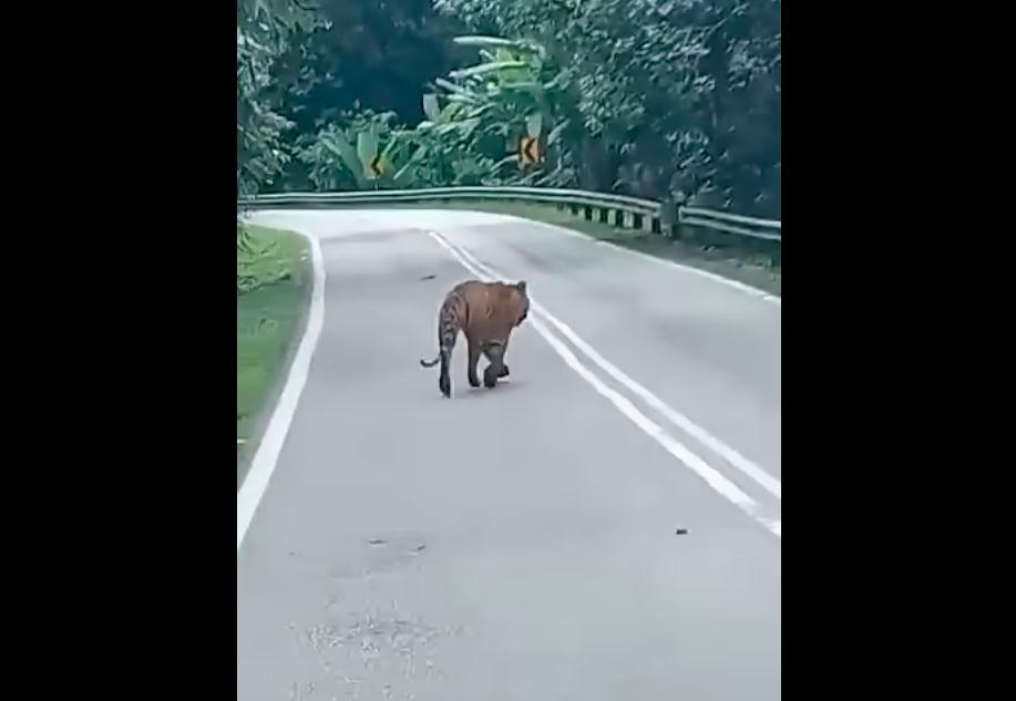 Pemandu lori ais terkejut lihat pak belang di laluan Gua Musang-Jeli Pemandu lori ais terkejut lihat pak belang di laluan Gua Musang-Jeli