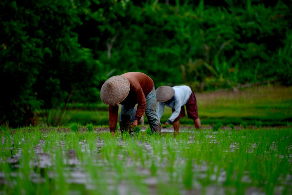 Penang’s average rice production highest in country for six straight years