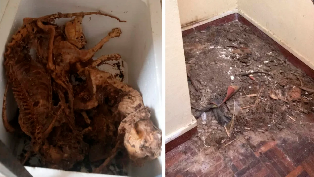 Penemuan puluhan bangkai kucing: Persatuan Haiwan Malaysia gesa veterinar buat siasatan