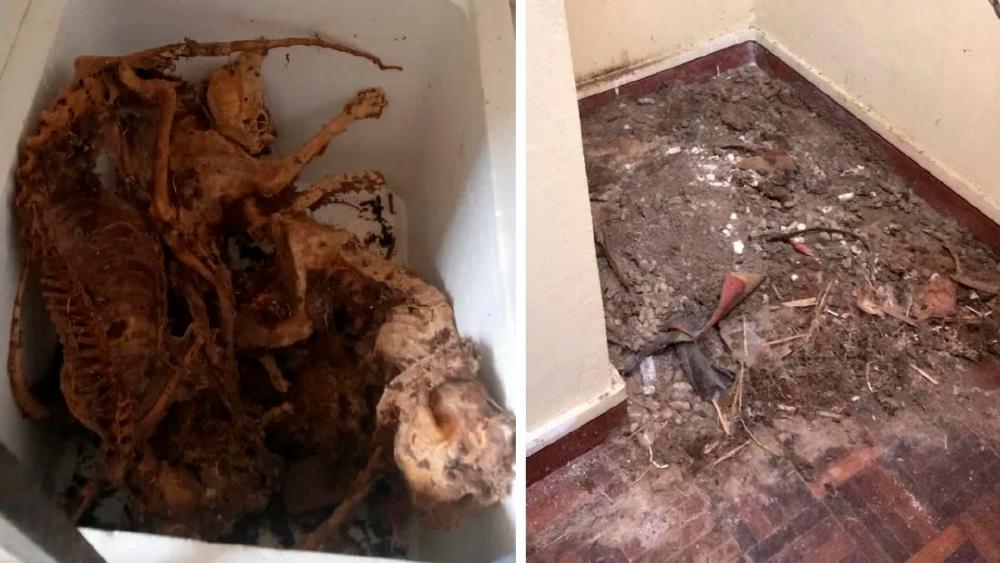 Penemuan puluhan bangkai kucing: Suspek seorang penyayang, pencinta haiwan - Jiran