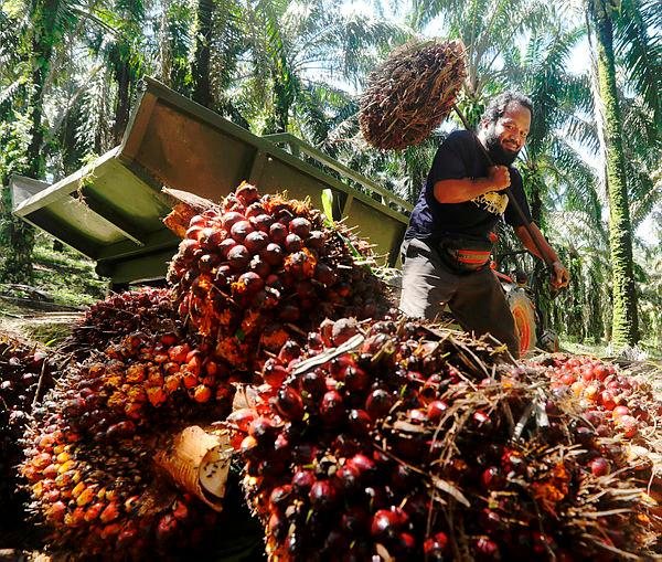 Penyelesaian digital bantu pengusaha kelapa sawit tingkat kecekapan, produktiviti 