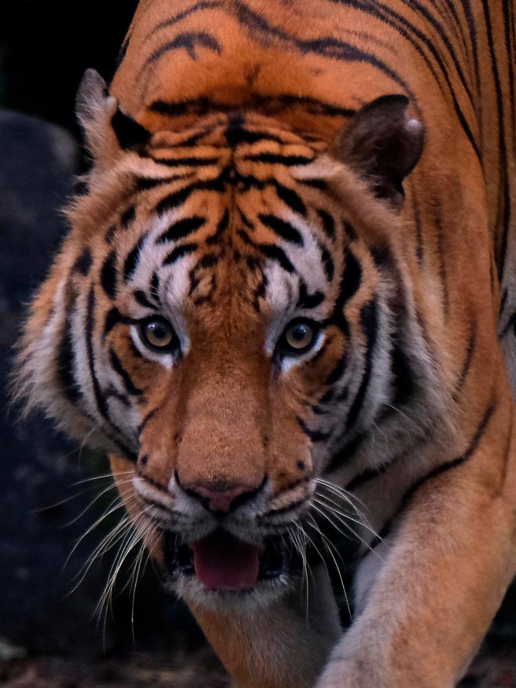 Perak Perhilitan confirms tiger presence in Kg Orang Asli Tonggang, GOF Ulu Kinta camp