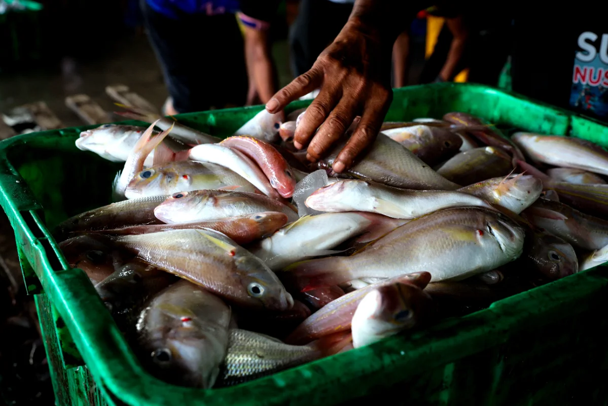 Perak_among_top_fish_producers_with_334_000_tonnes_in_2025