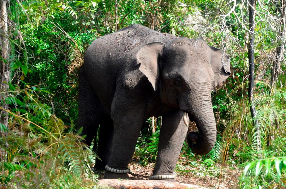 Perhilitan Kelantan tangkap gajah liar ganggu penduduk di Tanah Merah