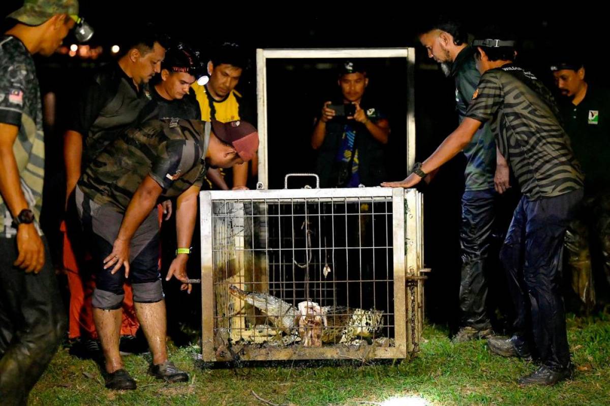Perhilitan captures crocodile spotted at Shah Alam Lake