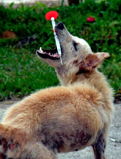 Philippines tallies 169 rabies cases, 160 deaths since January 2024