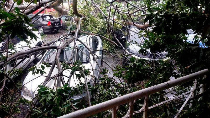 Pokok tumbang, hempap tiga kereta Pokok tumbang, hempap tiga kereta