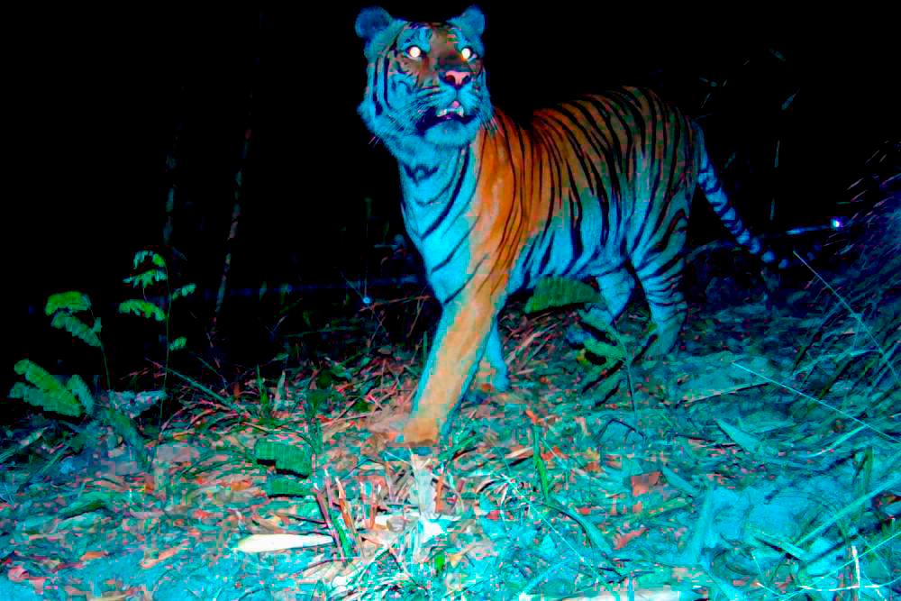 Pos Bihai Orang Asli fearful of tiger's presence after pet dog's carcass found