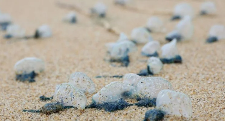 Public_warned_against_touching_venomous_jellyfish_on_beaches