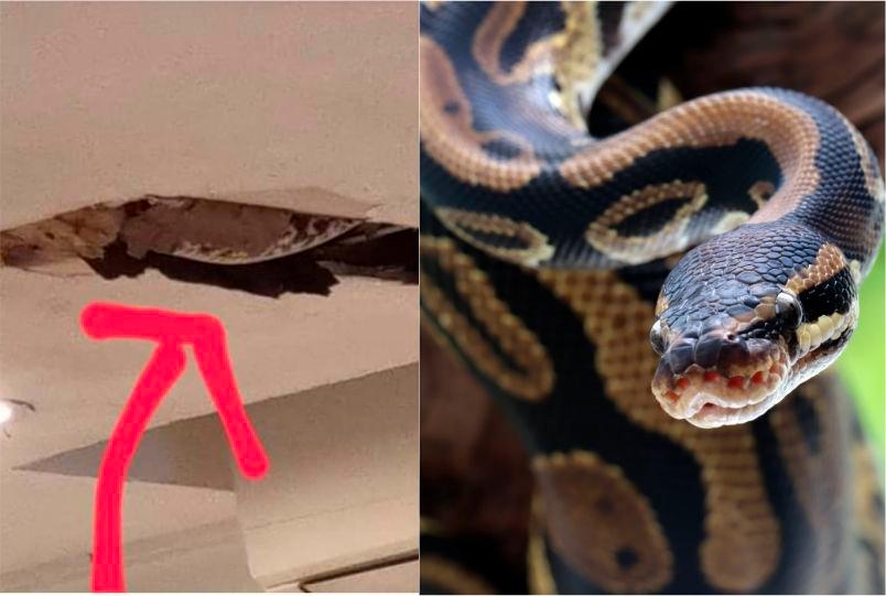 Python spotted in ceiling of kopitiam branch in Singapore after collapse Python spotted in ceiling of kopitiam branch in Singapore after collapse
