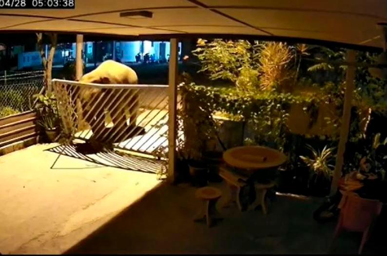 Residents in Taman Sri Lambak, Kluang terrified of wild elephant encounters