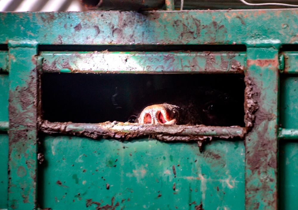 Residents of Kg Jerek relieved sun bear caught in Perhilitan trap