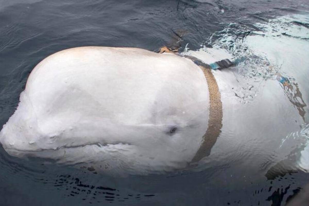 ‘Russian spy’ whale found dead in Norway