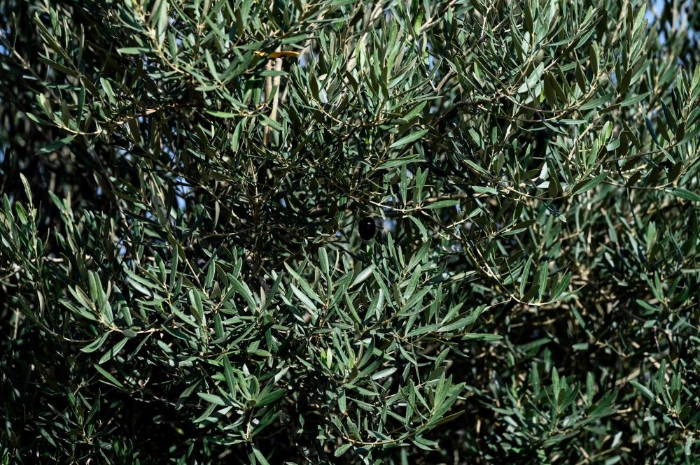 Rwanda akan tanam 2 juta pokok di kawasan kemudahan kesihatan Rwanda akan tanam 2 juta pokok di kawasan kemudahan kesihatan