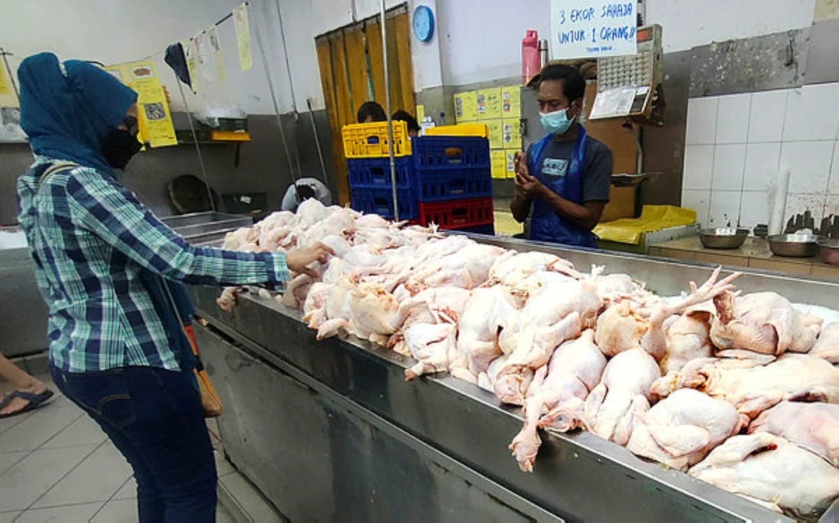 SASO_CHICKEN_01_t6200d096_m600_x7eea80e7 HOMEGROWN VACCINE TRANSFORMS MALAYSIA’S POULTRY INDUSTRY