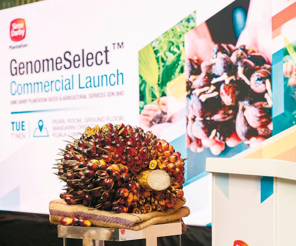 SDP’s super high-yielding oil palm seed now commercially available SDP’s super high-yielding oil palm seed now commercially available
