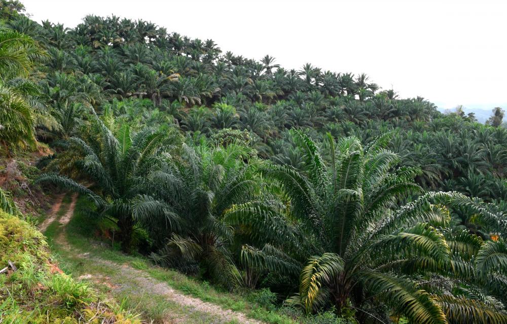 SSM investigates two companies offering interest scheme, four compounds worth RM1m issued