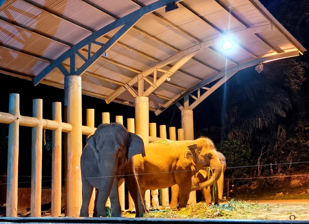 ‘Santuari Gajah Perak’ bakal kurangkan konflik Gajah-Manusia ‘Santuari Gajah Perak’ bakal kurangkan konflik Gajah-Manusia