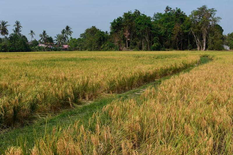 Sarawak needs 17,500 ha of new land for padi cultivation to achieve full self-sufficiency Sarawak needs 17,500 ha of new land for padi cultivation to achieve full self-sufficiency