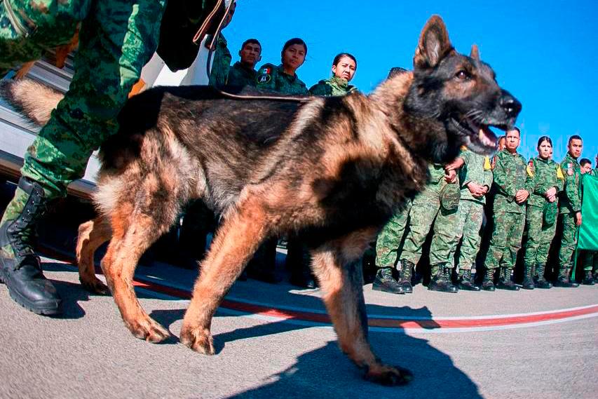 Search, rescue dog becomes hero in Turkiye’s quake-hit region