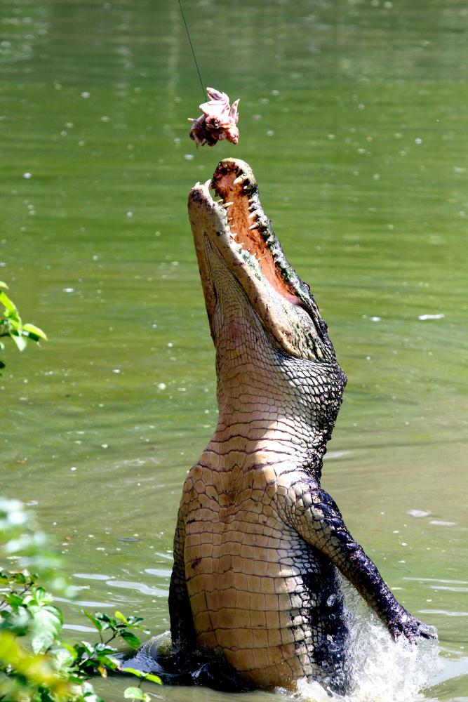 Shooting not the solution, but to share habitat and control Sabah’s crocodile population