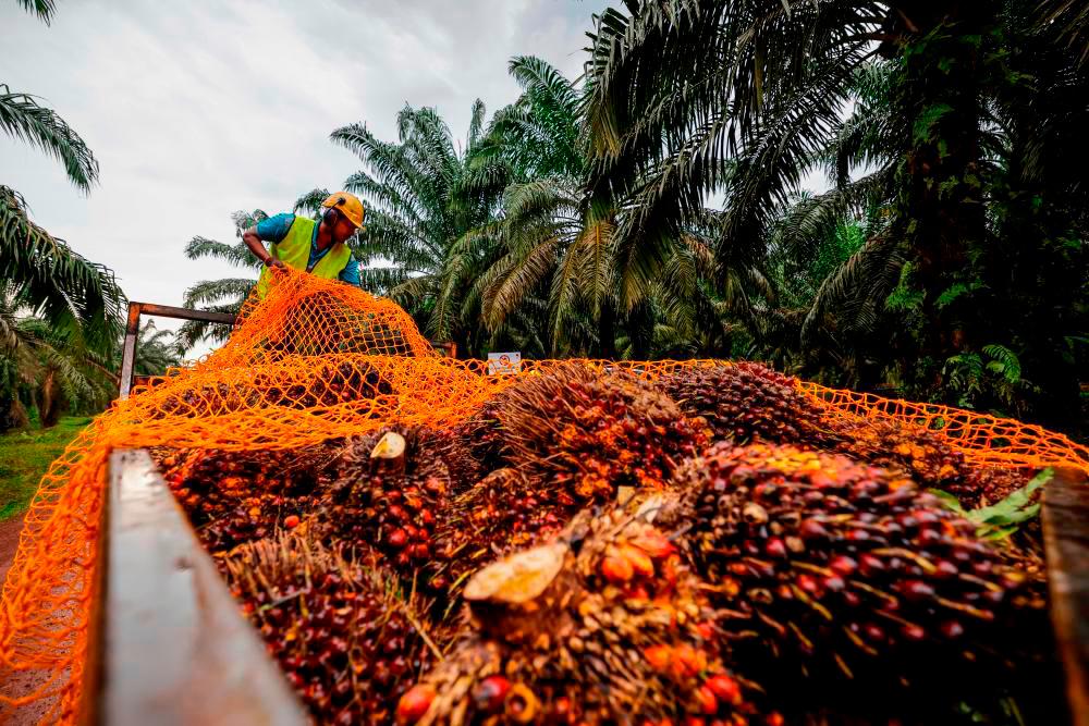 Siti Aminah: M’sian palm oil industry should explore niche markets to capture high market value