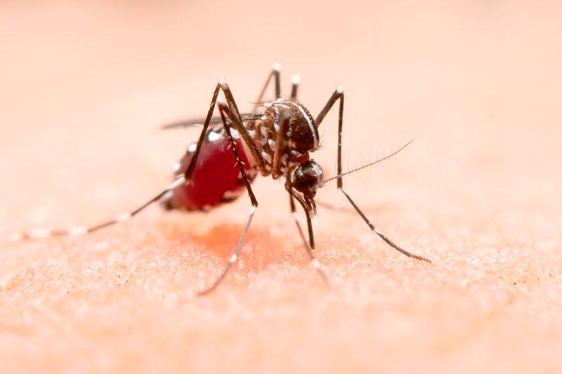 Situasi semasa demam denggi di Malaysia minggu epidemiologi ke-19