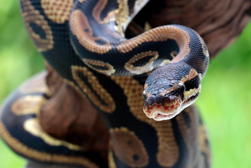 Snake no mistake: Australian fined for surfing with python