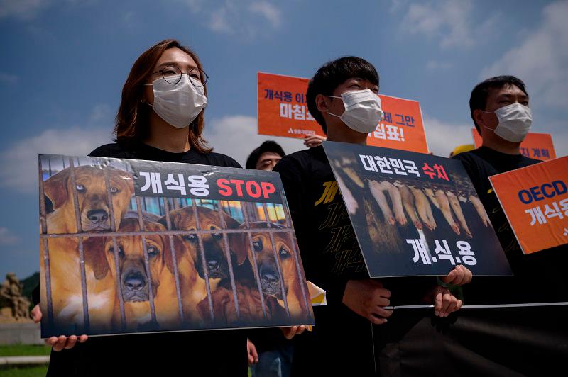South Korea to ban eating dog meat South Korea to ban eating dog meat