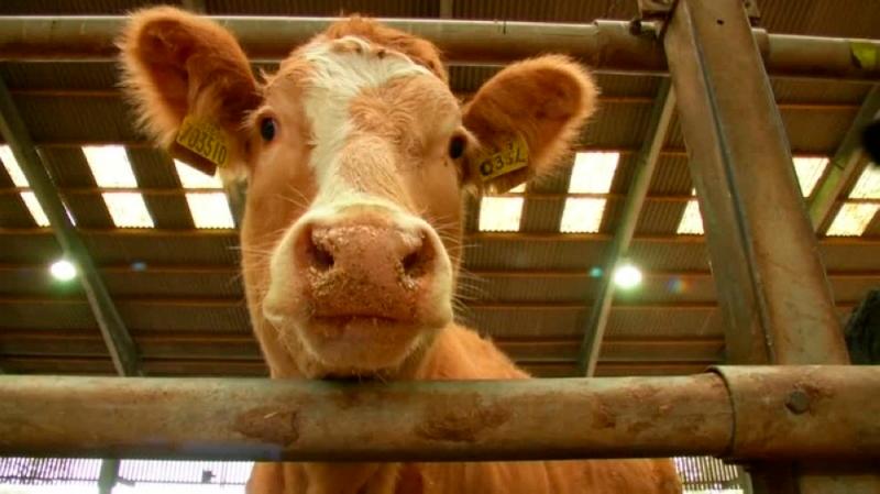 South Korea to cull cattle after outbreak of foot and mouth disease South Korea to cull cattle after outbreak of foot and mouth disease
